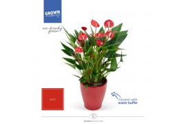 Anthurium andr. million flowers red Carolina Red | Waterreservoir