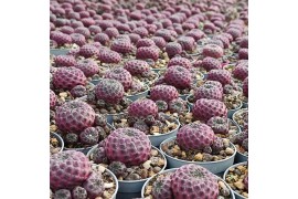 Cactus SULCOREBUTIA RAUSCHII VIOLACIDERMIS - POT Ø 6,5 SHAPED POT COVE