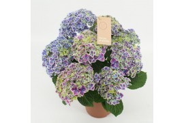 Hydrangea macr. tivoli bicolor blue 9/10 flowers