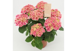 Hydrangea macr. tivoli bicolor pink 9/10 flowers