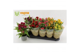 Celosia twisted mix Celosia Cristata twisted 12cm, With Love by Valsta
