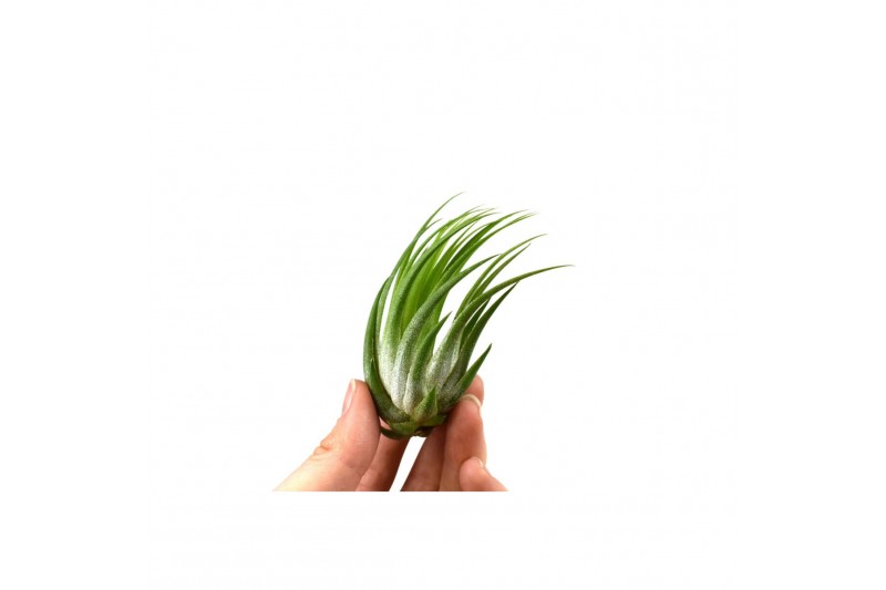 Tillandsia ionantha scaposa 101685 x20 