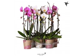 Phalaenopsis elegant cascade 2 tak niagara fall mix kolibri orchids