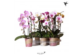 Phalaenopsis elegant cascade 2 tak niagara fall mix kolibri orchids