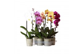 Phalaenopsis elegant cascade 1 tak natural charm mix