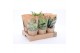 Kamerplanten mix eco hoes 