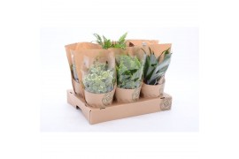 Kamerplanten mix eco hoes
