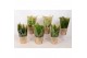 Kamerplanten mix eco hoes 