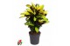 Codiaeum variegatum mrs iceton vertakt 
