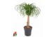 Beaucarnea recurvata Stam 