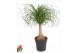 Beaucarnea recurvata Stam 