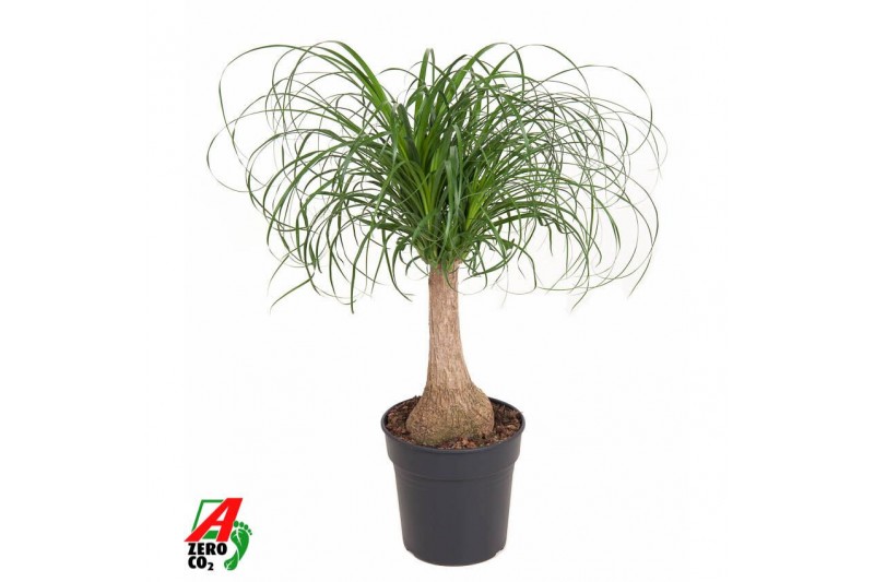 Beaucarnea recurvata Stam 