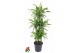Dracaena fragr. der. lemon lime 90-carrousel 