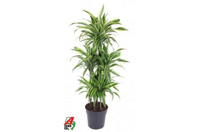 Dracaena fragr. der. lemon lime 90-carrousel 