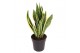 Sansevieria trifasciata laurentii 