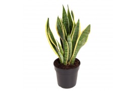 Sansevieria trifasciata laurentii