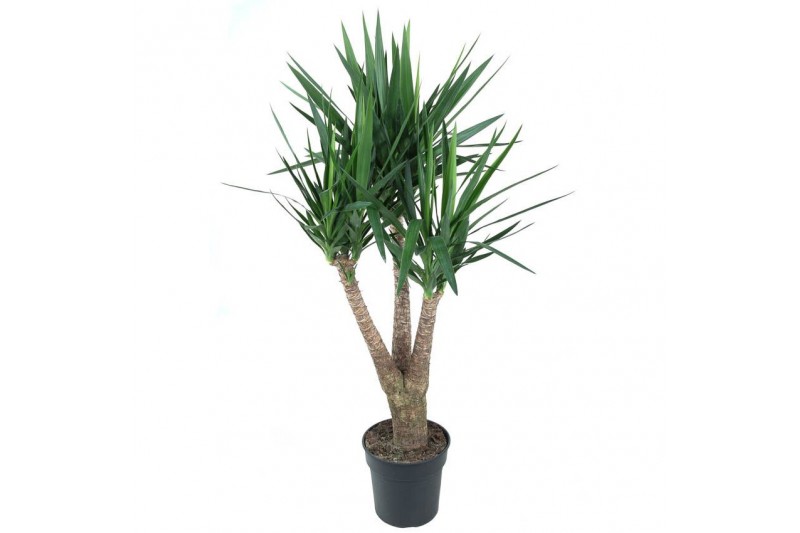 Yucca Vertakt 3-arm 