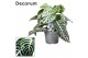 Aphelandra squarrosa botanica green decorum 