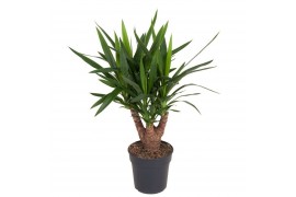 Yucca Vertakt 3+ arm