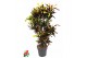 Codiaeum variegatum mammi vertakt 