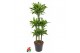 Dracaena fragr. golden coast 90-carrousel 