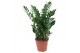 Zamioculcas zamiifolia 10+ 