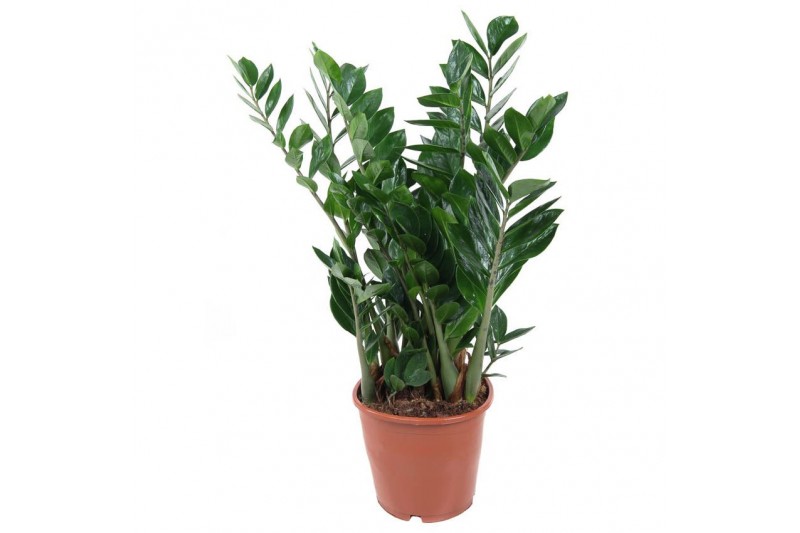 Zamioculcas zamiifolia 10+ 