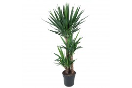 Yucca 90-60-30