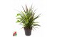 Dracaena Combo Lemon Lime - Marginata Magenta - Surculosa 