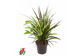 Dracaena Combo Lemon Lime - Marginata Magenta - Surculosa