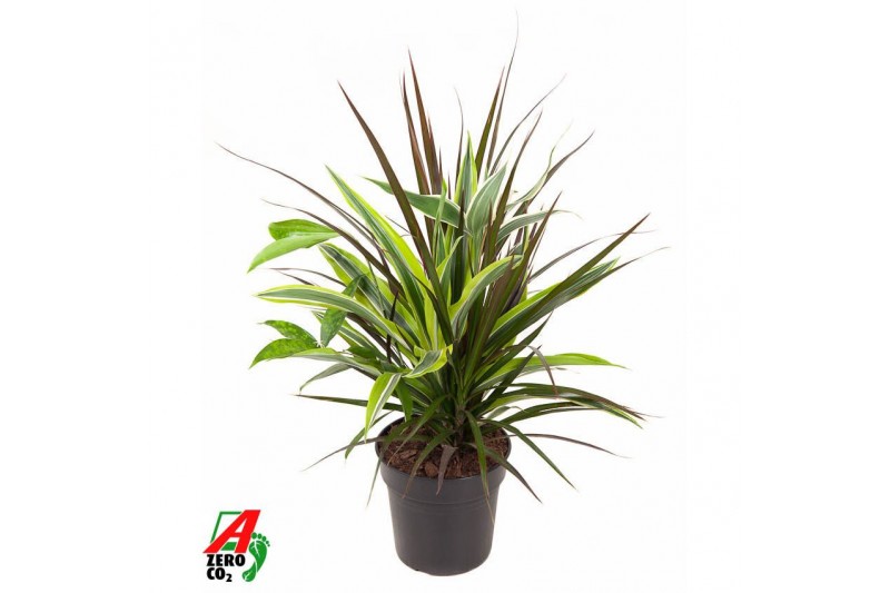 Dracaena Combo Lemon Lime - Marginata Magenta - Surculosa 