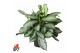 Aglaonema silver bay 