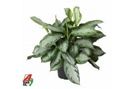 Aglaonema silver bay