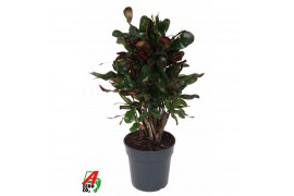 Codiaeum variegatum mammi vertakt