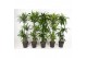 Dracaena mixkar deremensis mix 90-60-30-15 