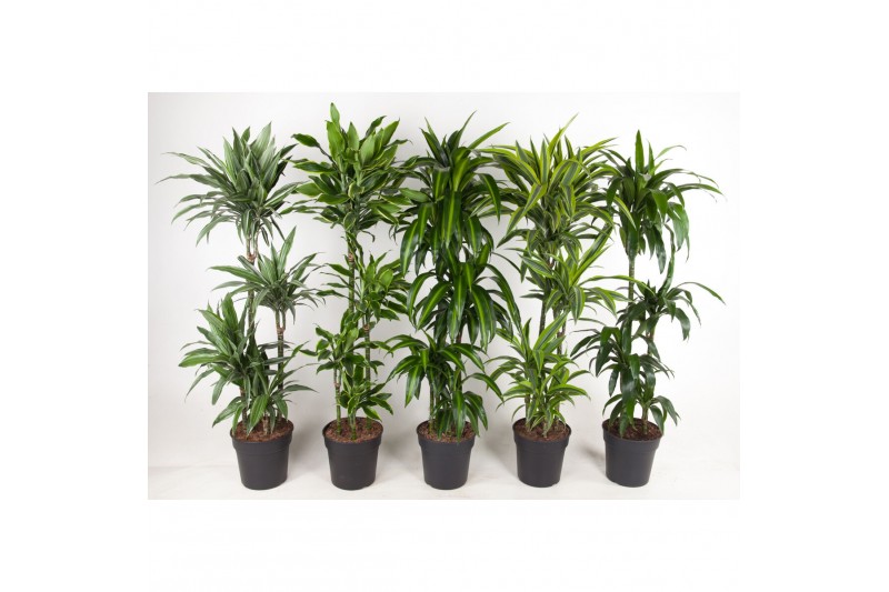 Dracaena mixkar deremensis mix 90-60-30-15 Dracaena mixkar deremensis mix 90-60-30-15