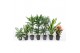Kamerplanten mixkar toef + vertakt mix 