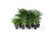 Kamerplanten mixkar palm mix 