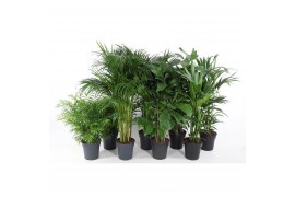 Kamerplanten mixkar palm mix