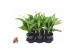 Dracaena fragr. burley 
