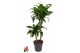 Dracaena fragr. compacta dorado 45-15 