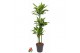 Dracaena fragr. golden coast 90-60-30 