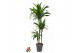 Dracaena fragr. janet craig 90-60-30 