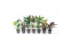 Kamerplanten mixkar toef + vertakt mix 