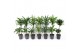 Dracaena mix 45-15 