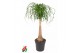 Beaucarnea recurvata Stam 