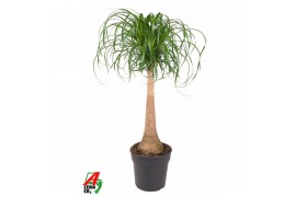 Beaucarnea recurvata Stam