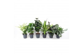 Kamerplanten mixkar Mix Basic p24