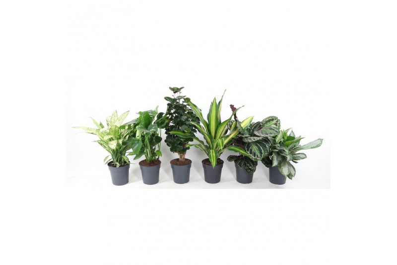 Kamerplanten mixkar Mix Basic p24 