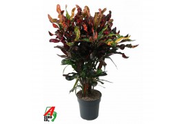 Codiaeum variegatum mammi vertakt